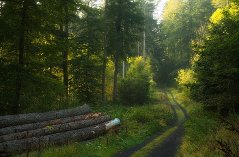 Дорога в осень / Утро в осеннем лесу.
