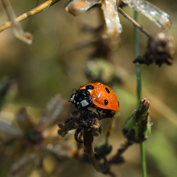 &nbsp; / Семиточечная коровка (Coccinella septempunctata)