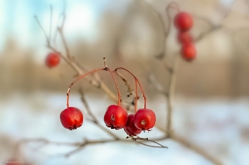 Поздние ягоды / снято осенью в лесу