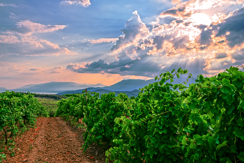Будущее крымское винцо :) / На склонах гор Крыма восстанавливают убитые когда-то виноградники.