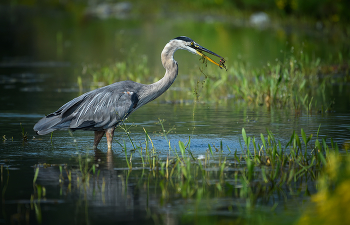 Great blue heron (juvenile) / Большая голубая цапля - самая большая цапля в Северной Америке, ее высота около метра. У этой птицы серовато-синие перья на теле, белая голова с черной полосой по бокам, длинная шея и длинные ноги. У этого есть длинный, желто-оранжевый клюв и более яркие перья во время брачного периода.
===
The great blue heron is a large wading bird in the heron family Ardeidae, common near the shores of open water and in wetlands over most of North America and Central America, as well as the Caribbean and the Galápagos Islands. It is a rare vagrant to coastal Spain, the Azores, and areas of far southern Europe.