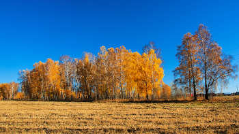 Синий и желтый / Октябрь на Алтае