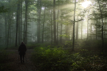 Утренний моцион / Утро в туманном осеннем лесу .
