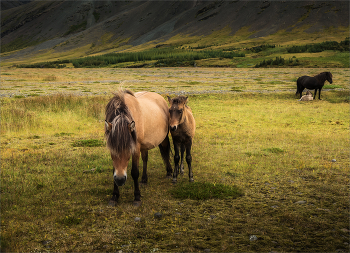 Рожденные на свободе (7) / Исландские лошади не похожи на континентальных и свободно разгуливают , где им вздумается. Первые 3 года они не знают хозяина.Низкорослые с крепкой шеей и длинной шерстью они имеют еще одну отличительную особенность - от природы исландские лошади иноходцы. Ходят плавно и очень красиво.