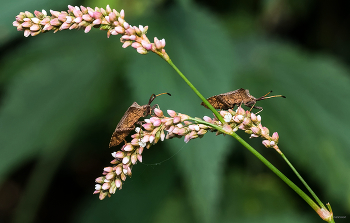Салочки... / Краевик щавелевый, или Окаймлённый (Coreus marginatus)