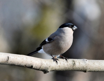 &nbsp; / осень, птицы