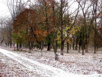 Уже зима стучит в окно... / Конец ноября, деревья и легкий снежок