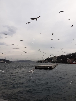 &nbsp; / bosphorus