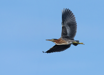 Green heron / Американская зелёная цапля (кваква)
=======
The green heron is a small heron of North and Central America.