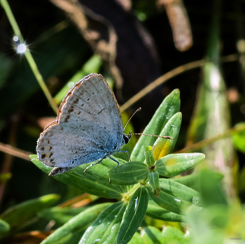 &nbsp; / Голубянка весенняя, или крушинная (Celastrina argiolus)