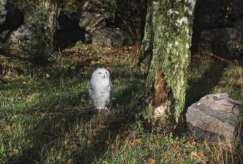 Осенним днём / Белая сова (она же Полярная).