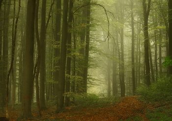 Пелена тумана / Пейзаж осеннего леса.