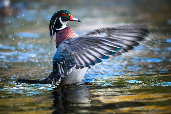 Wood duck (male) / ~Каролинская утка ~ Древесная утка~ (самец)
птица из семейства утиных с ярким роскошным оперением, близкая родственница азиатской мандаринки. Природная область распространения каролинки — Северная Америка, где она населяет мелкие тенистые лесные водоёмы. В декоративных целях содержится во многих парках Европы, откуда иногда проникает в дикую природу. Питается растительными и животными кормами. Гнездится в дуплах лиственных пород деревье
====
The wood duck or Carolina duck is a species of perching duck found in North America. The drake wood duck is one of the most colorful North American waterfowl.