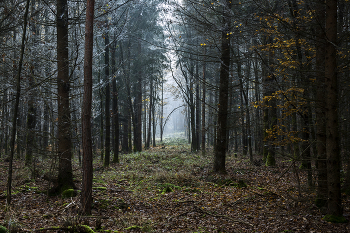 Иди туда. / Осень,лес,туман,ноябрь