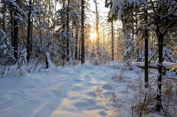 вечерний лес у озера Глухого / Зимний лес Глухого озера около Екатеринбурга