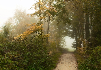 Туманы осени / Осенний лесной пейзаж.