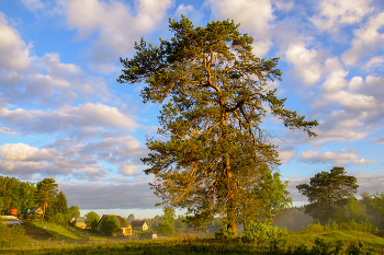 Сосна / Одинокая сосна на фоне неба