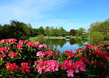 Planten un Blomen Hamburg / Planten un Blomen Hamburg
https://www.youtube.com/watch?v=KTC7lcq_V6g
Wilhelmsburger Inselpark Hamburg
https://www.youtube.com/watch?v=dNOCQPn2sZA
Dahliengarten Hamburg
https://www.youtube.com/watch?v=YIZZSauDE3w
Rosengarten. Planten un Blomen Hamburg:
https://www.youtube.com/watch?v=tKJmmXxh-1U&t=8s
Слайд-шоу "Парк цветов летом"
https://www.youtube.com/watch?v=glVWjqRqZr0
Слайд-шоу "Парк цветов весной"
https://www.youtube.com/watch?v=kJVKlWcQxCg
Слайд-шоу "Парк цветов осенью"
https://www.youtube.com/watch?v=_Q7gRXGUa5A
Слайд-шоу "Розы"
https://www.youtube.com/watch?v=2jSTxDgGqsI
Слайд-шоу "Цветы"
https://www.youtube.com/watch?v=JYadETNgWMY