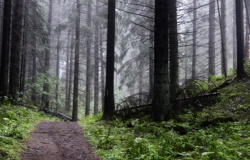 В лесу затуманенном.......... / Петербург-Юкки. Июль