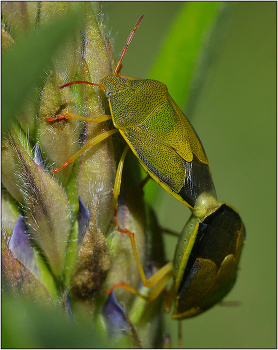 Щитники. / Щитник зеленый - Polomena prasina.12-14 мм в длину. Поселяется на различных на различных лиственных деревьях, кустарниках и на траве. Питается животной и растительной пищей, Иногда вредит посевам хлебных злаков.