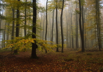 Туманное утро / Осенний лесной пейзаж.