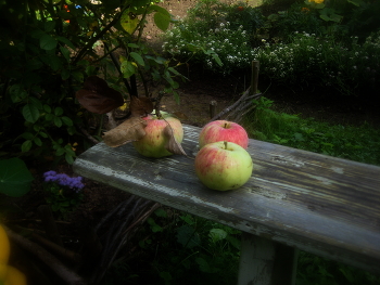Яблочный спас / конец августа на даче