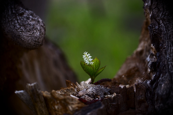 совсем один / Макро в выходной день..