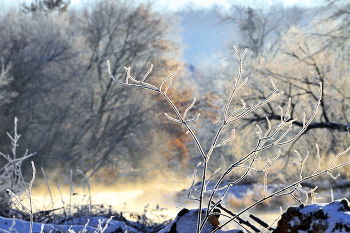 Изморозь / Река Миасс. Морозное утро середины ноября. Южный Урал