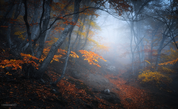 Осенний лес / Южная Демерджи, республика Крым.