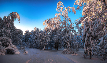 Вечерний свет / Зимний лес на Урале