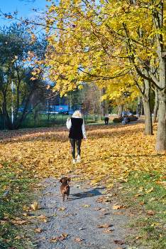осень / осень