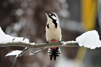 &nbsp; / зима, птицы