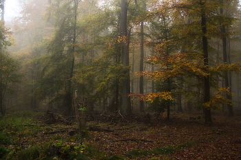Нарядилась осень... / Утро в осеннем лесу . Зарисовка .