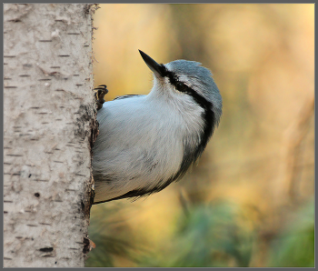 В осеннем лесу / Поползень