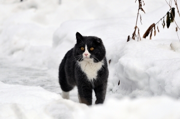  / зима, кот