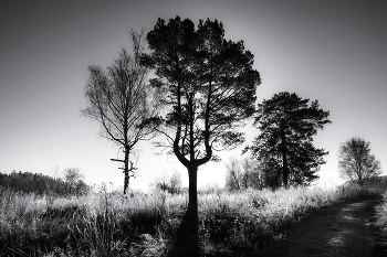 Деревья / Осенний пейзаж