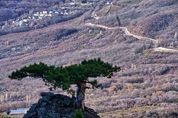 Сосна Коха / Крым. Южный Демирджи