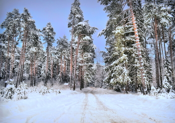 Зимний вечер / Подмосковный лес