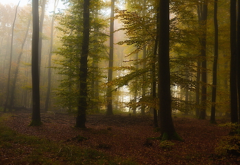 Осеннее настроение / Осенним утром в лесу . Зарисовка .