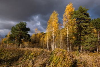 Осенними тропами 12 / Возле Витебска, в районе станции Лучёса