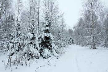 По зимней лесной дороге / ***