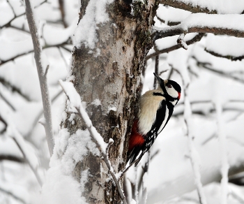 &nbsp; / зима, птицы