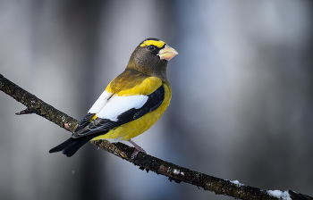 Evening grosbeak (Male) / Вечерний американский дубонос (самец)
Ареал гнездования вечернего американского дубоноса — это хвойные и смешанные леса всей Канады и западных горных районах Соединенных Штатов и Мексики.
Миграция этой птицы является переменной и не постоянной.
Вечерний американский дубонос назван в честь ошибочного убеждения, что он поет только вечером)
===========

The nesting area of the evening American grosbeak is coniferous and mixed forests throughout Canada and the western highlands of the United States and Mexico.
The migration of this bird is variable and not constant.
American Evening Grosbeak is named after the mistaken belief that it only sings in the evening)