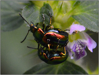 Листоеды. / Листоед великолепный - Chrysomela fastuosa. 0,5 - 0,6 см в длину. Встречается на губоцветных, весьма обычен на пикульнике. Жуки и личинки выедают в листьях дыры.