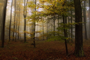 Осенним утром / Туманное утро в осеннем лесу.