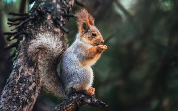 В зимней шубке / В Краснодарском дендрарии.