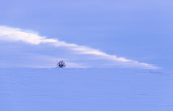 Дерево... / Первый снег...