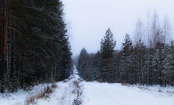 В зимнюю даль. / ...