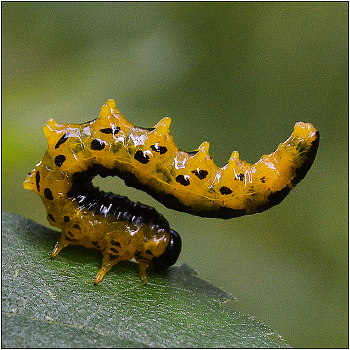 Упражнение №... / Характерная поза обороны при угрозе. В данном случае гусеница реагирует на приближение объектива.