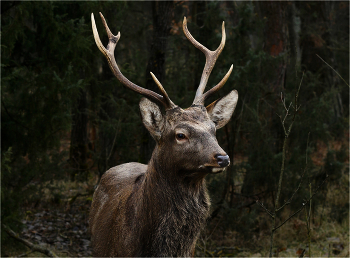 Неожиданная встреча. / В краю непуганых зверей.